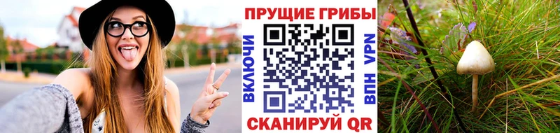 Купить где  Рудня  Галлюциногенные грибы прущие грибы 